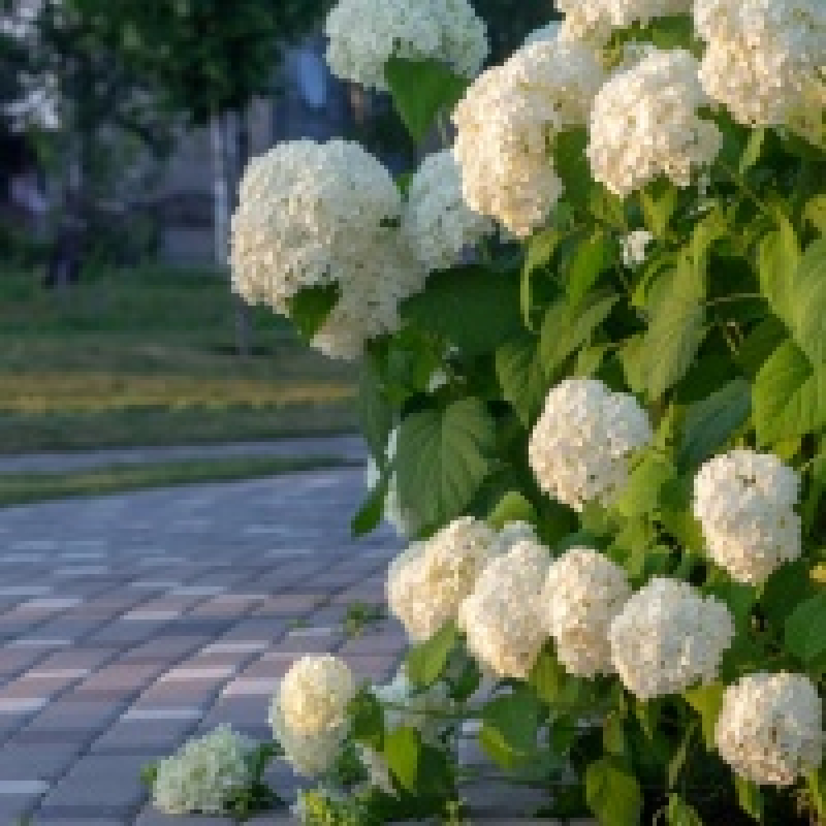adobestock_274421436-hydrangea-arb_-strong-annabelle02022021-scaled